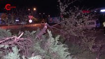 Hafif ticari araç ağaçlara çarptı, sürücü ağır yaralandı
