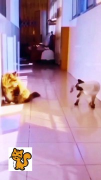 Funniest Cats - Don't try to hold back Laughter - Funny Cats Life