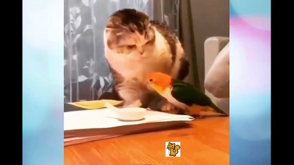 Baby Cats - Cute and Funny Cat Videos Compilation #3 | Aww Animals