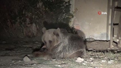 Aç kalan ayılar mezbahaneyi mesken tuttu