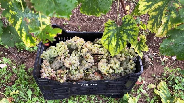 La vendemmia nella Reggia di Caserta: la rinascita della vigna del re