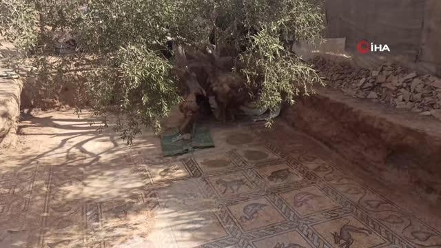 Filistinli çiftçi ağaç dikmek isterken arkeolojik keşif yaptıBizans dönemine ait mozaikler buldu