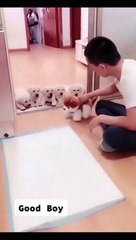DOG TRAINING FUNDAMENTALS | Cute and funny dogs