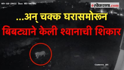 बिबट्याने केली पाळीव श्वानाची शिकार, घटना सीसीटीव्हीत कैद