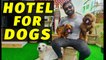 Dog Hotel - Ft Varun _ Varun Vlogs
