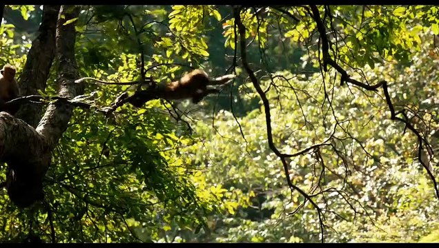 Au Royaume des Singes Bande-annonce (DE)