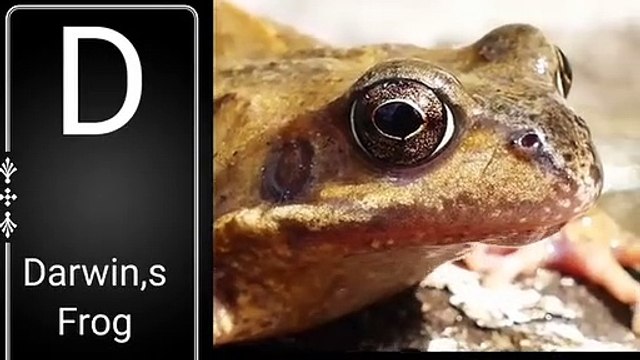 animals-animals names-animals names in english-birds-birds names in english-birds name