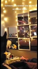 Bark Activated Dog Disco