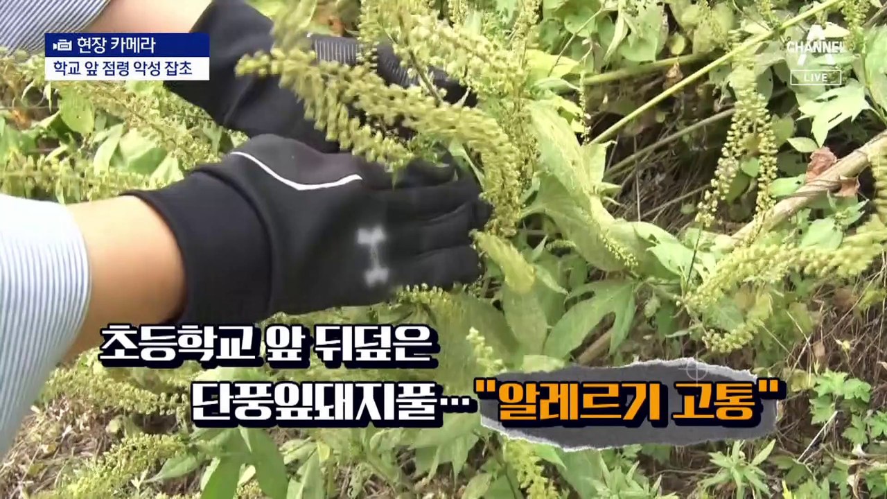 [현장 카메라]학교 앞 풀밭에 ‘단풍잎돼지풀’…“숨을 못 쉬어요”