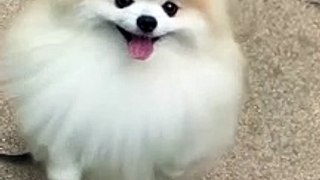 cute dog video- cute puppy