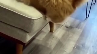 Funny Animal Videos 2022 -- funny dogs -- funny cats