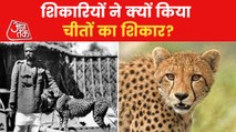 How did Cheetahs go extinct from world?