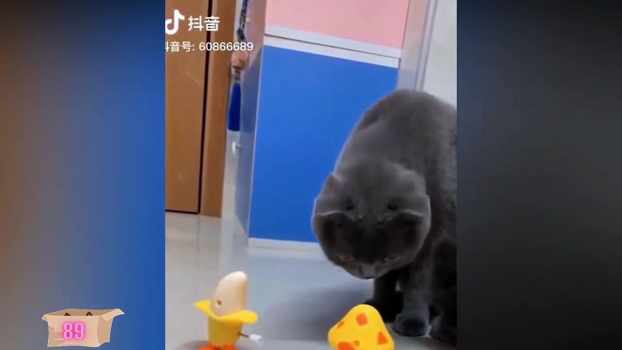 Amazing Funny Cats and Dogs Will Make you Entertain # 01 Animals Entertainment 89