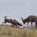 Buck fighting with forest dogs and hippo, crocodile attacked on buck