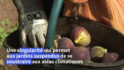 Tunisie: des "jardins suspendus" qui résistent à la sécheresse