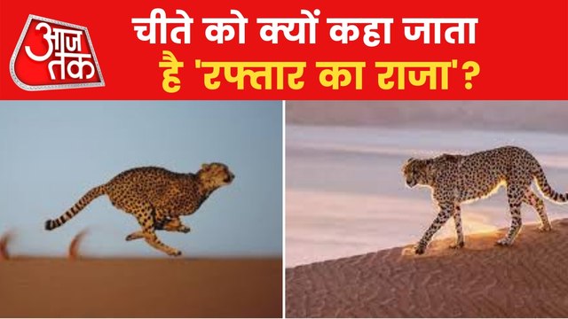 Why Cheetah are known as fastest running animal ?