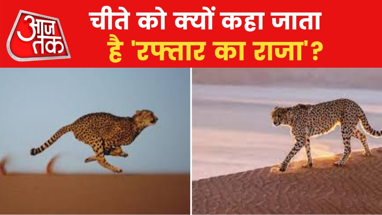 Why Cheetah are known as fastest running animal ?