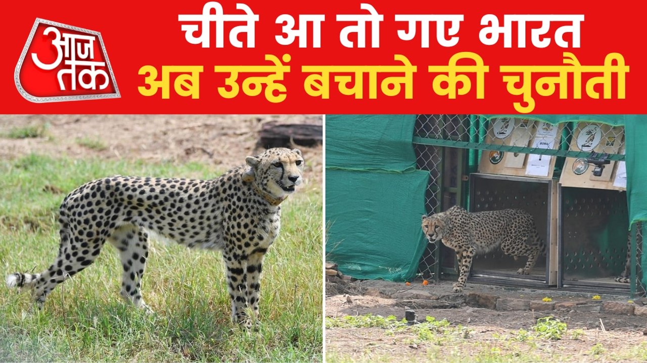 Why there is a radio collar on the neck of Cheetahs?