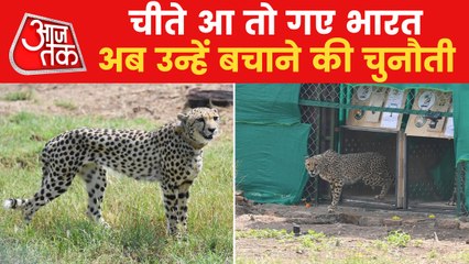 Why there is a radio collar on the neck of Cheetahs?