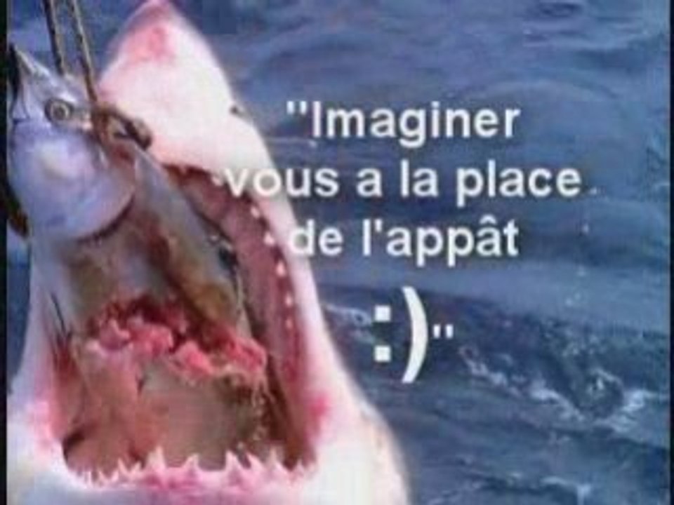 Le fascinant Grand Requin Blanc