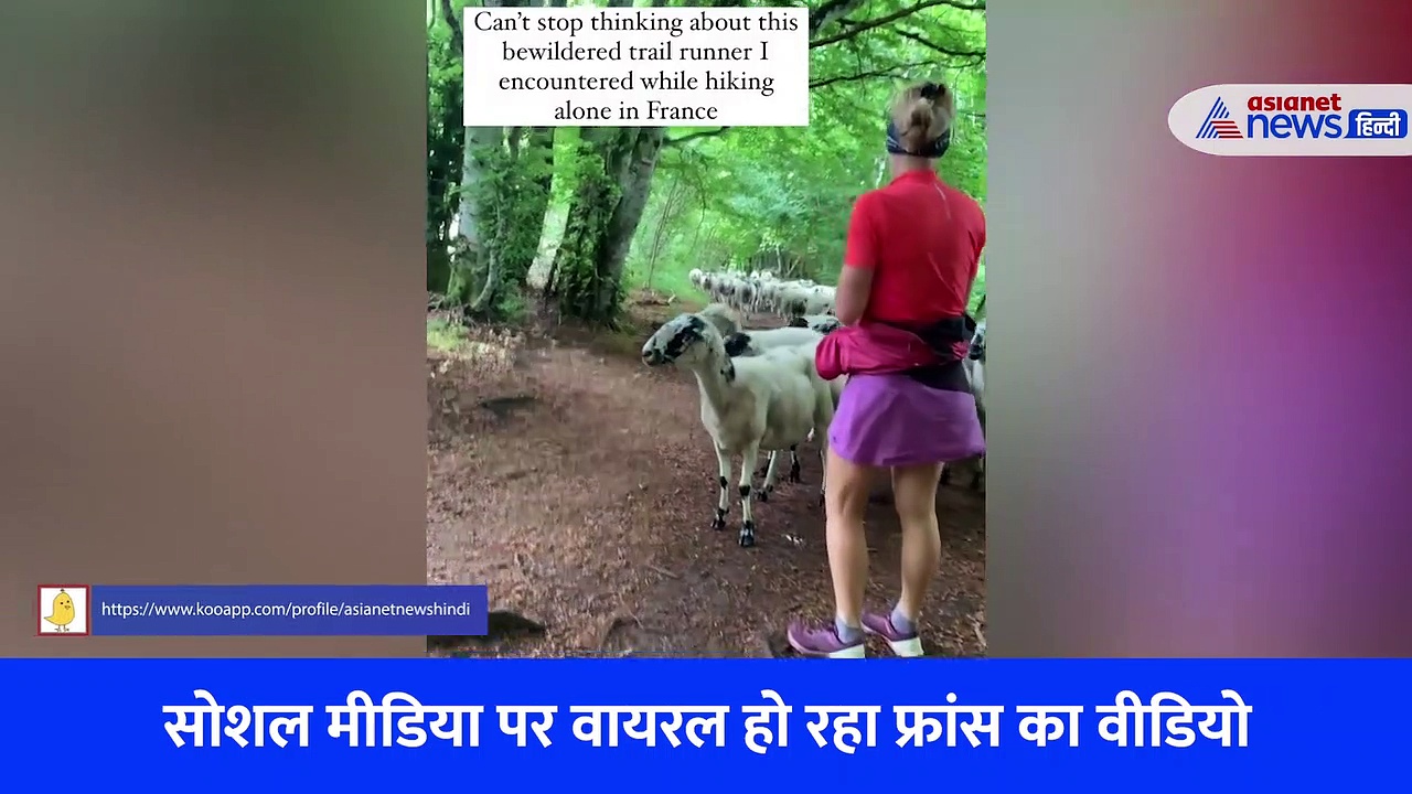 100 से ज्यादा भेड़ और एक महिला... ऐसा क्या है इस Video में कि बार बार देखा जा रहा 