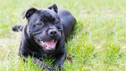 This heartbroken rescue pup who lost her canine companion to starvation is now happy in a new home