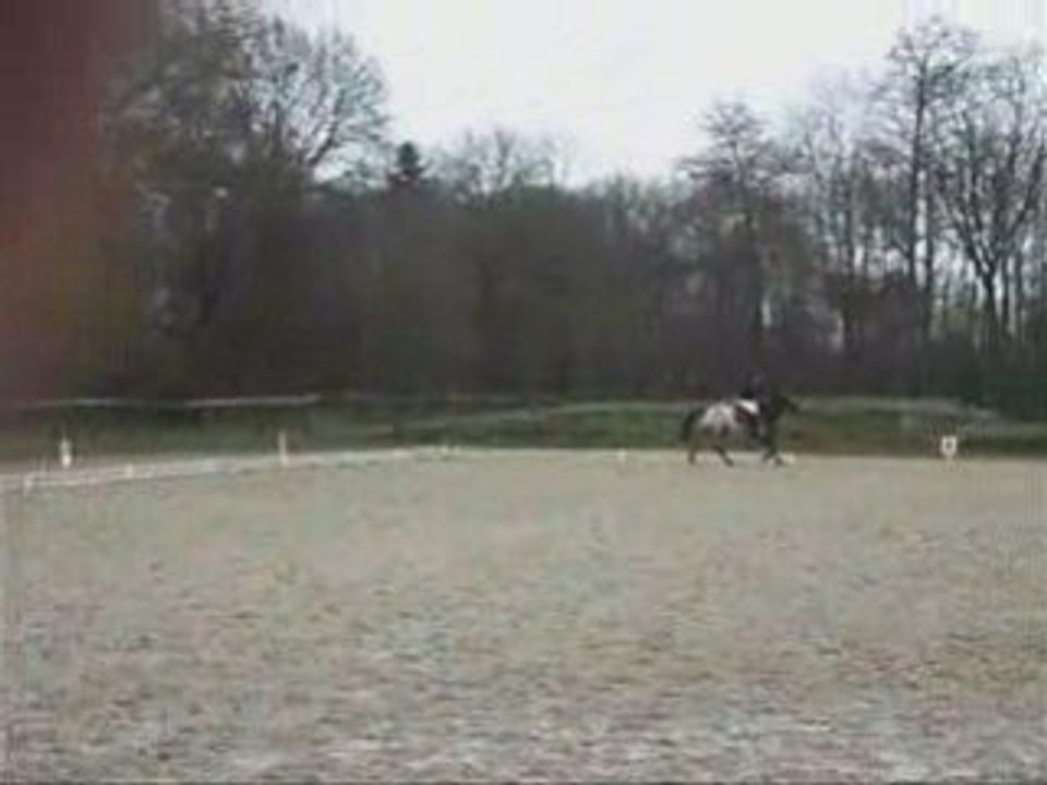 COncOurs dressage 8 mars 2008 { MOi et jérichO }