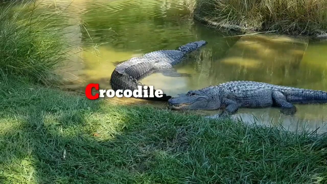 Wildlife_Video_|_Animals_Video_|_Best_Animals_compilation_|_Forest_Animals_Video_|_Wild_Animals(720p)