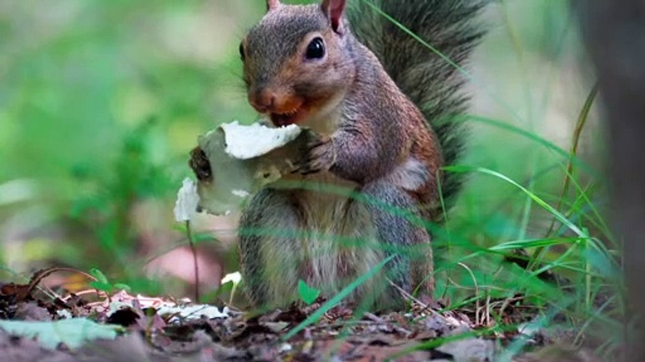 FUNNY VIDEO. MOST FUNNY VIDEOS. FUNNY KING. FUNNY ANIMALS. ANIMAL.