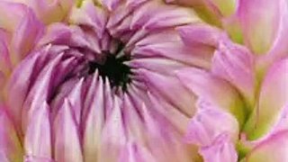 Blooming Flower Dahlia Time Lapse ❤️ Love Flowers ❤️