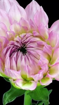 Blooming Flower Dahlia Time Lapse ❤️ Love Flowers ❤️