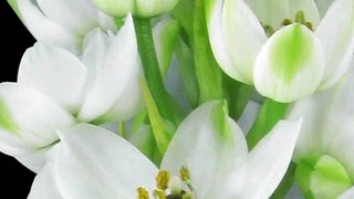 Blooming Flower Lily Time Lapse ❤️ Love Flowers ❤️