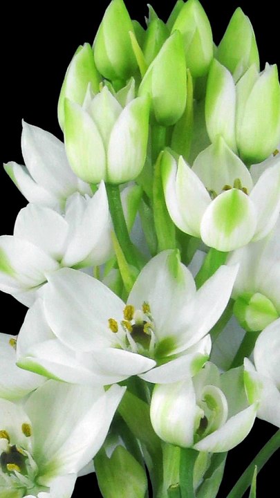 Blooming Flower Lily Time Lapse ❤️ Love Flowers ❤️