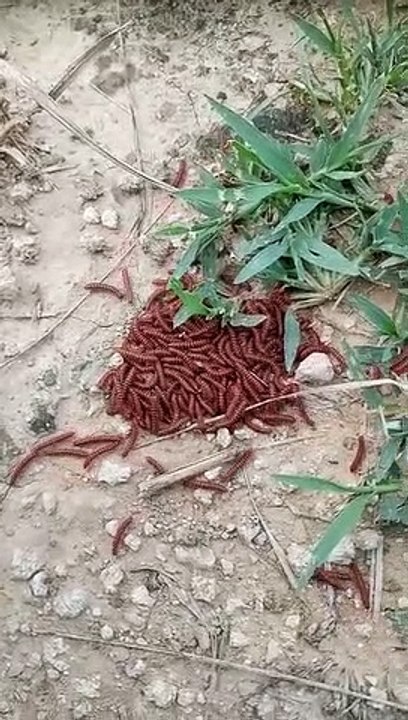 Rainy season worm