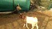 African Boer goat farm