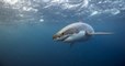 Un grand requin blanc, une espèce menacée d'extinction, a été repéré dans la mer Méditerranée