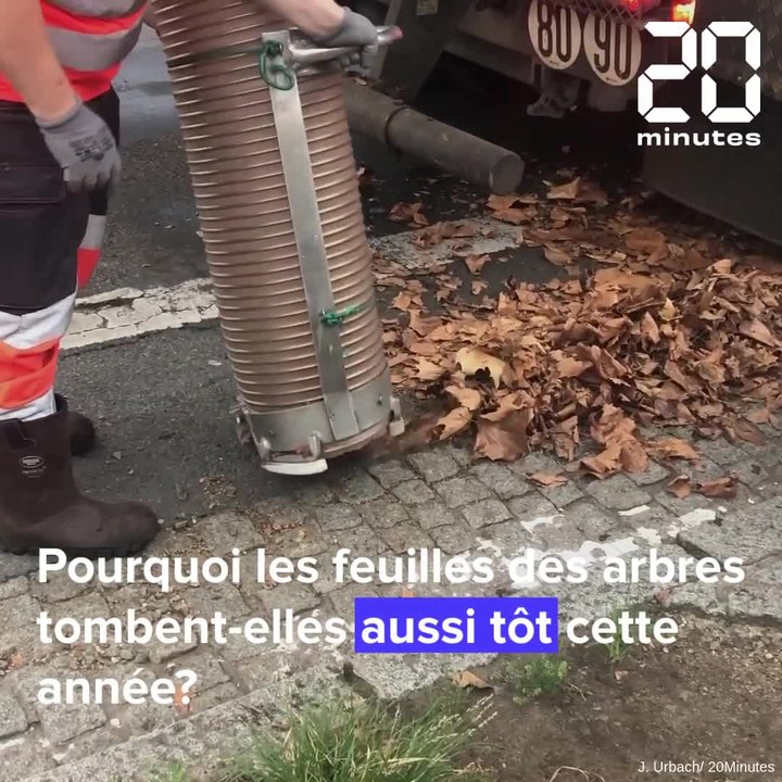 Avec le dérèglement climatique, le ramassage des feuilles mortes commence de plus en plus tôt