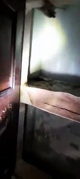 स्थानीय निवासियों को राहत मिली, जौहरी बाजार से 200 चमगादड़ों का रेस्क्यू ऑपरेशन