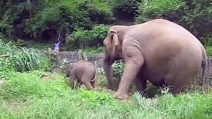 A three week old baby elephant exploring his territory Animals funny videos