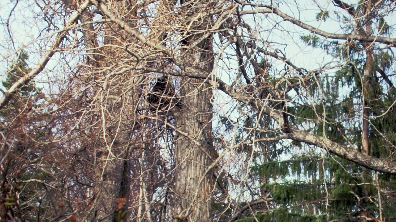 Alaska, Earth's Frozen Kingdom - S01E01 - Spring