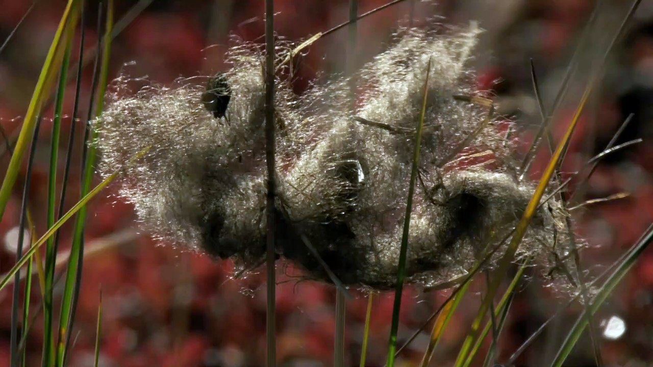 Alaska, Earth's Frozen Kingdom - S01E03 - Winter