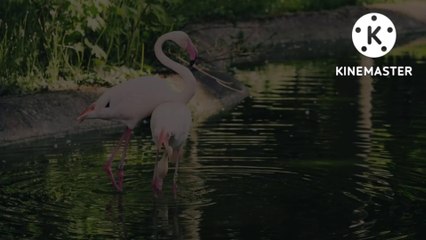 Very beautiful flamingos compilations video