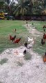 Desi chicken farm   , Country Chicken Farming in India