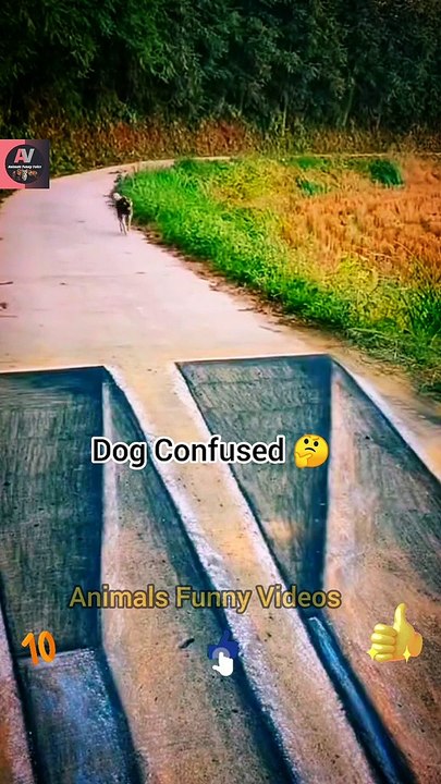 Confused Dog Videos | Dog Animals New Videos 2022 | Animals Funny Videos