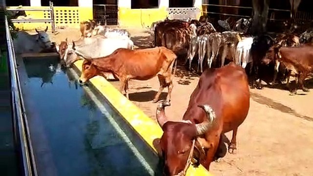 कोटा जिले में नहीं थम रहा लंपी का कहर