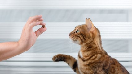 5 ways to make your cat like you