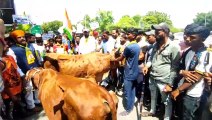 पशु चिकित्सक लगाने को 'रालोपा' का गायों सहित प्रदर्शन