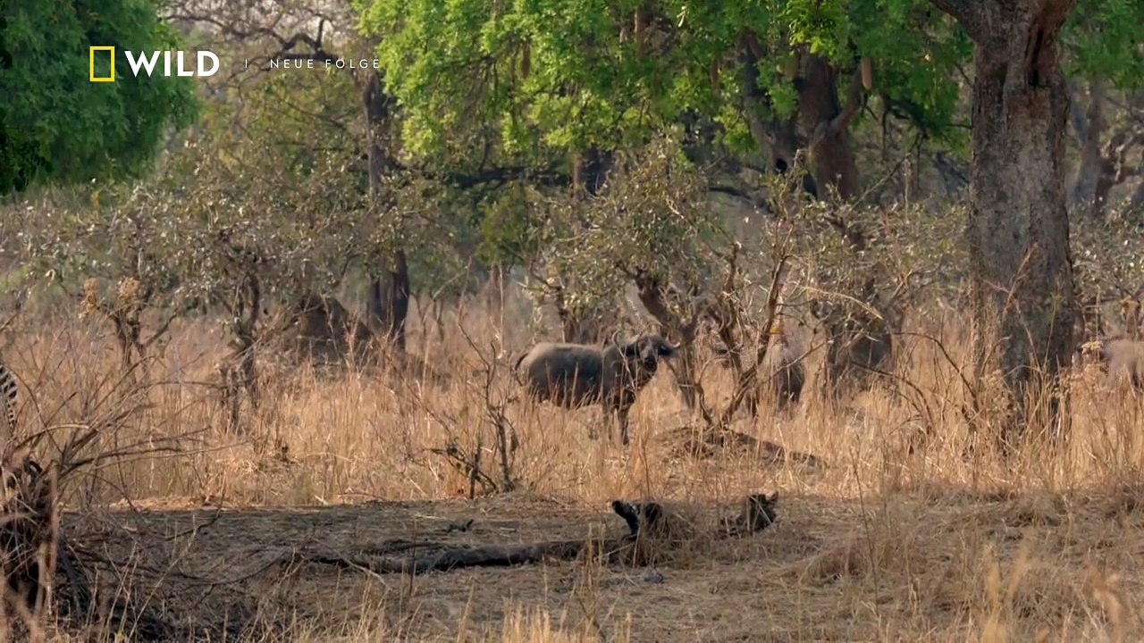 Afrikas Jäger Staffel 3 Folge 6 HD Deutsch