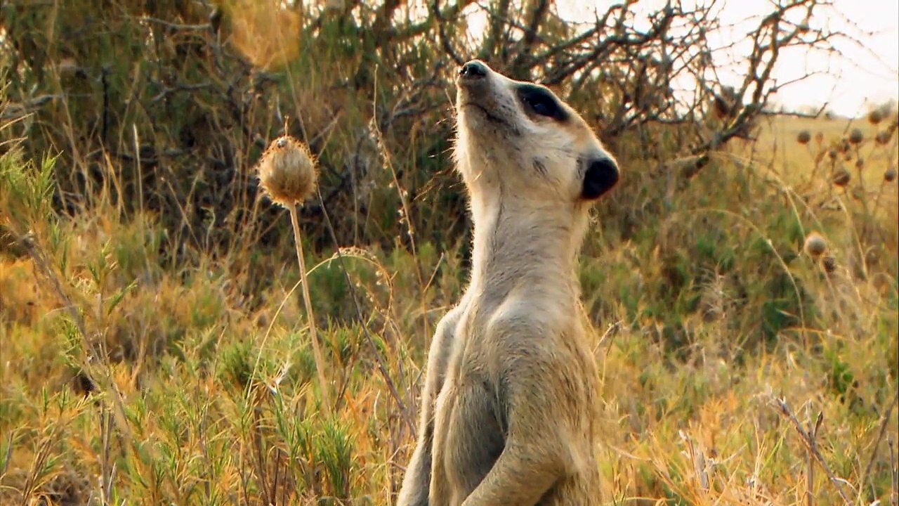 Wildes Afrika Staffel 1 Folge 4 HD Deutsch