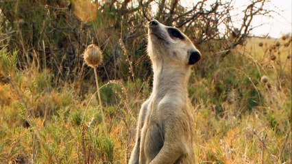 Wildes Afrika Staffel 1 Folge 4 HD Deutsch